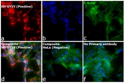 Invitrogen™ F(ab')2-Goat anti-Mouse IgG (H+L) Cross-Adsorbed Secondary Antibody, Alexa Fluor™ Plus 555