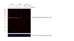 Invitrogen F(ab')2-Goat anti-Mouse IgG (H+L) Cross-Adsorbed Secondary Antibody,