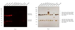 Invitrogen F(ab')2-Goat anti-Mouse IgG (H+L) Cross-Adsorbed Secondary Antibody,