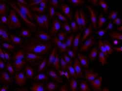 Invitrogen F(ab')2-Goat anti-Mouse IgG (H+L) Cross-Adsorbed Secondary Antibody,
