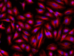 Invitrogen F(ab')2-Goat anti-Mouse IgG (H+L) Cross-Adsorbed Secondary Antibody,