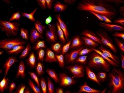 Invitrogen F(ab')2-Goat anti-Mouse IgG (H+L) Cross-Adsorbed Secondary Antibody,