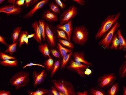 Invitrogen F(ab')2-Goat anti-Mouse IgG (H+L) Cross-Adsorbed Secondary Antibody,