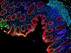 Invitrogen F(ab')2-Goat anti-Mouse IgG (H+L) Cross-Adsorbed Secondary Antibody,