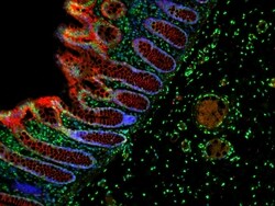 Invitrogen F(ab')2-Goat anti-Mouse IgG (H+L) Cross-Adsorbed Secondary Antibody,