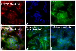 Invitrogen™ F(ab')2-Goat anti-Mouse IgG (H+L) Cross-Adsorbed Secondary Antibody, Alexa Fluor™ Plus 594