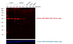 Invitrogen F(ab')2-Goat anti-Mouse IgG (H+L) Cross-Adsorbed Secondary Antibody,