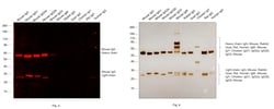 Invitrogen F(ab')2-Goat anti-Mouse IgG (H+L) Cross-Adsorbed Secondary Antibody,