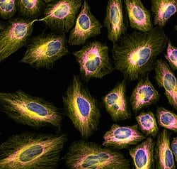Invitrogen F(ab')2-Goat anti-Mouse IgG (H+L) Cross-Adsorbed Secondary Antibody,