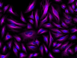 Invitrogen F(ab')2-Goat anti-Mouse IgG (H+L) Cross-Adsorbed Secondary Antibody,