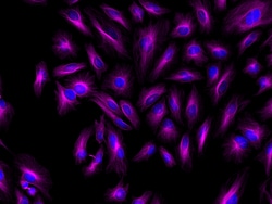 Invitrogen F(ab')2-Goat anti-Mouse IgG (H+L) Cross-Adsorbed Secondary Antibody,
