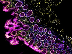 Invitrogen F(ab')2-Goat anti-Mouse IgG (H+L) Cross-Adsorbed Secondary Antibody,