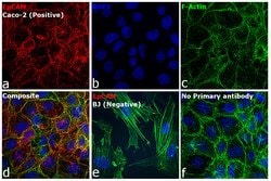 Invitrogen F(ab')2-Goat anti-Mouse IgG (H+L) Cross-Adsorbed Secondary Antibody,