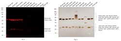 Invitrogen™ F(ab')2-Goat anti-Mouse IgG (H+L) Cross-Adsorbed Secondary Antibody, Alexa Fluor™ Plus 647