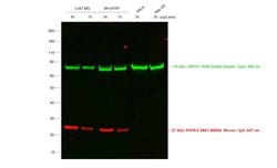 Invitrogen F(ab')2-Goat anti-Mouse IgG (H+L) Cross-Adsorbed Secondary Antibody,