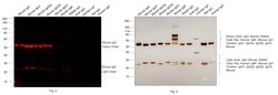 Invitrogen F(ab')2-Goat anti-Mouse IgG (H+L) Cross-Adsorbed Secondary Antibody,
