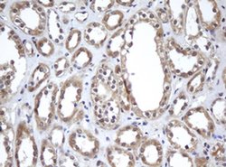 A4GNT Mouse anti-Human, Clone: OTI2H9, liquid, TrueMAB 100 &mu;L; Unconjugated:Antibodies,