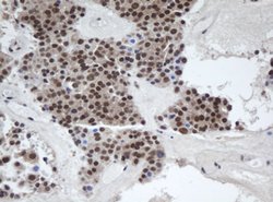 A4GNT Mouse anti-Human, Clone: OTI5B5, lyophilized, TrueMAB 100 &mu;g;