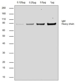 Invitrogen&trade;&nbsp;Goat anti-Human IgM (Heavy chain) Recombinant Secondary Antibody