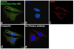 Invitrogen™ Goat anti-Rabbit IgG (Heavy chain) Superclonal™ Secondary Antibody, Alexa Fluor™ Plus 488
