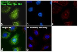 Invitrogen Goat anti-Rabbit IgG (Heavy chain) Superclonal Secondary Antibody,