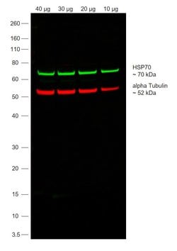 Invitrogen Goat anti-Rabbit IgG (Heavy chain) Superclonal Secondary Antibody,