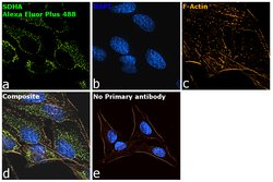 Invitrogen Goat anti-Mouse IgG (H+L) Superclonal Secondary Antibody, Alexa