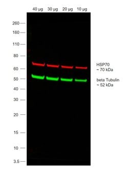 Invitrogen Goat anti-Mouse IgG (H+L) Superclonal Secondary Antibody, Alexa