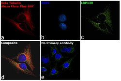 Invitrogen Goat anti-Mouse IgG (H+L) Superclonal Secondary Antibody, Alexa