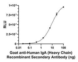 Invitrogen Goat anti-Human IgA (Heavy chain) Recombinant Secondary Antibody:Antibodies:Secondary