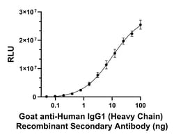 Invitrogen Goat anti-Human IgG1 (Heavy chain) Recombinant Secondary Antibody
