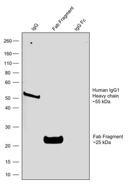 Invitrogen Goat anti-Human IgG1 (Heavy chain) Recombinant Secondary Antibody
