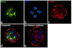 Invitrogen Goat anti-Human IgG1 (Heavy chain) Recombinant Secondary Antibody
