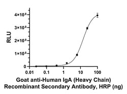 Invitrogen Goat anti-Human IgA (Heavy chain) Recombinant Secondary Antibody,
