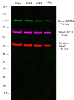 Invitrogen Goat anti-Human IgG1 (Heavy chain) Recombinant Secondary Antibody,