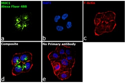 Invitrogen Goat anti-Human IgG1 (Heavy chain) Recombinant Secondary Antibody,