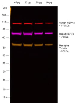 Invitrogen Goat anti-Human IgG1 (Heavy chain) Recombinant Secondary Antibody,