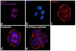 Invitrogen Goat anti-Human IgG1 (Heavy chain) Recombinant Secondary Antibody,
