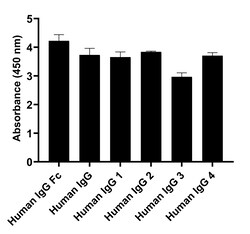 Invitrogen Goat anti-Human IgG Fc Recombinant Secondary Antibody, HRP 250
