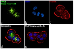 Invitrogen Goat anti-Human IgG Fc Recombinant Secondary Antibody, Alexa