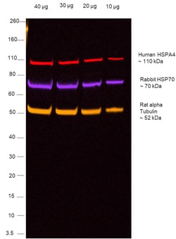 Invitrogen Goat anti-Human IgG Fc Recombinant Secondary Antibody, Alexa
