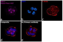 Invitrogen Goat anti-Human IgG Fc Recombinant Secondary Antibody, Alexa