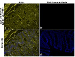 Invitrogen&trade;&nbsp;Goat anti-Human IgG (H+L) Superclonal&trade; Secondary Antibody, Alexa Fluor&trade; Plus 555