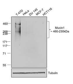 Invitrogen Goat anti-Human IgG (H+L) Superclonal Secondary Antibody 50