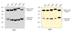 Invitrogen Goat anti-Human IgG (H+L) Superclonal Secondary Antibody 50