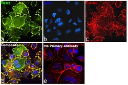 Invitrogen Goat anti-Human IgG (H+L) Superclonal Secondary Antibody 50