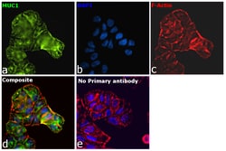 Invitrogen Goat anti-Human IgG (H+L) Superclonal Secondary Antibody 50