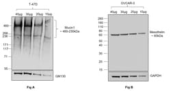 Invitrogen Goat anti-Human IgG (H+L) Superclonal Secondary Antibody 50