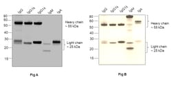 Invitrogen Goat anti-Human IgG (H+L) Superclonal Secondary Antibody, HRP