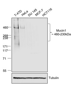 Invitrogen Goat anti-Human IgG (H+L) Superclonal Secondary Antibody, HRP